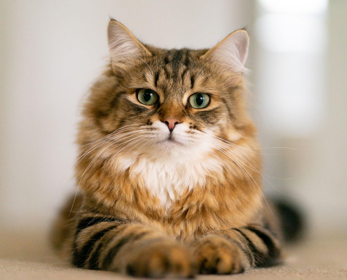 8 Best Hypoallergenic Cat Breed for Allergies (of 2023) 2 Siberian cat